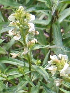 Pedicularis spp.